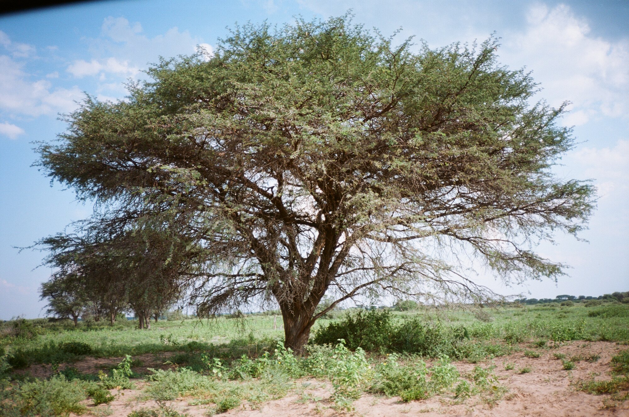 Where the Leadwoods and Baobabs grow