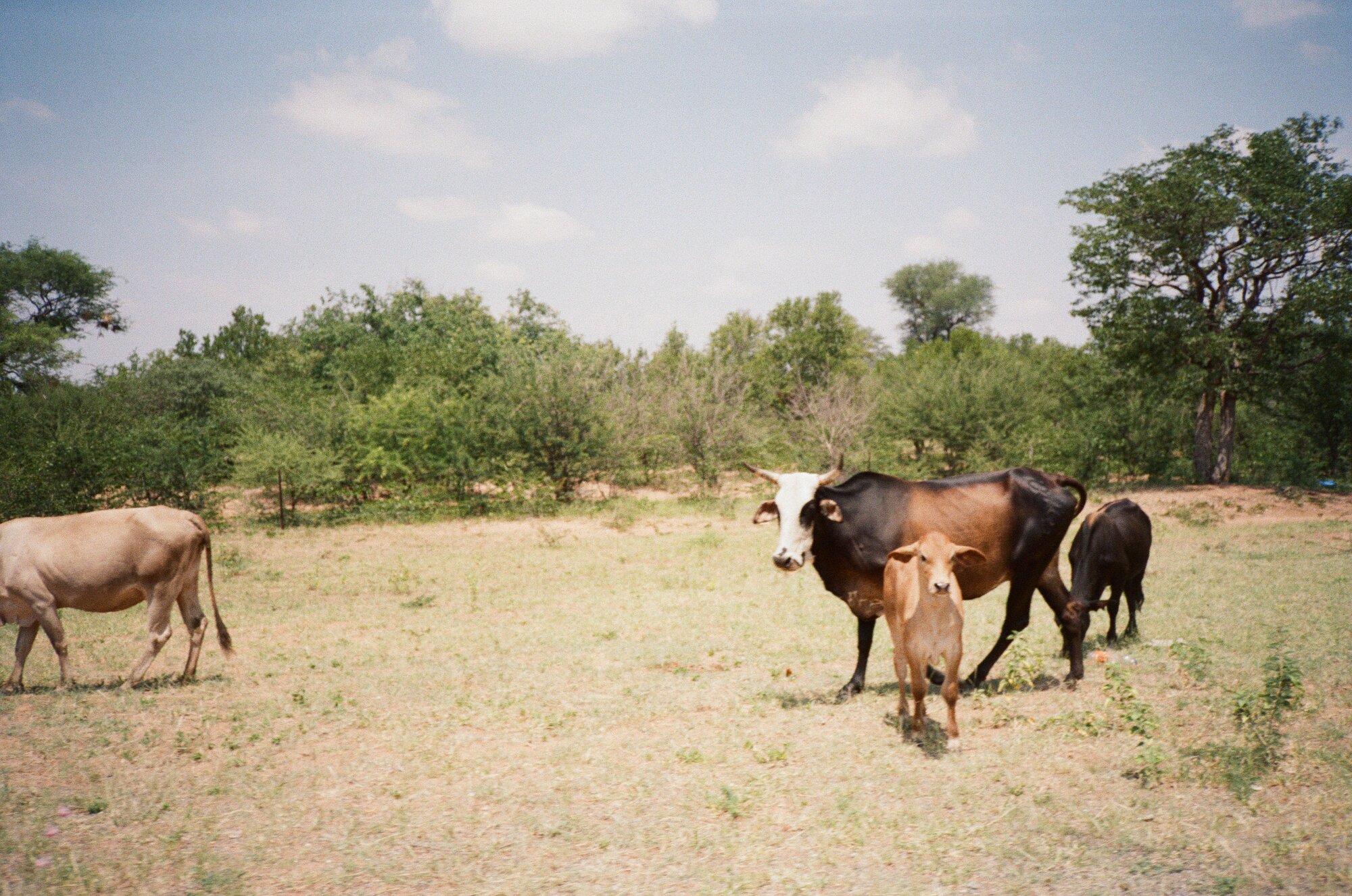 Cattle in tow