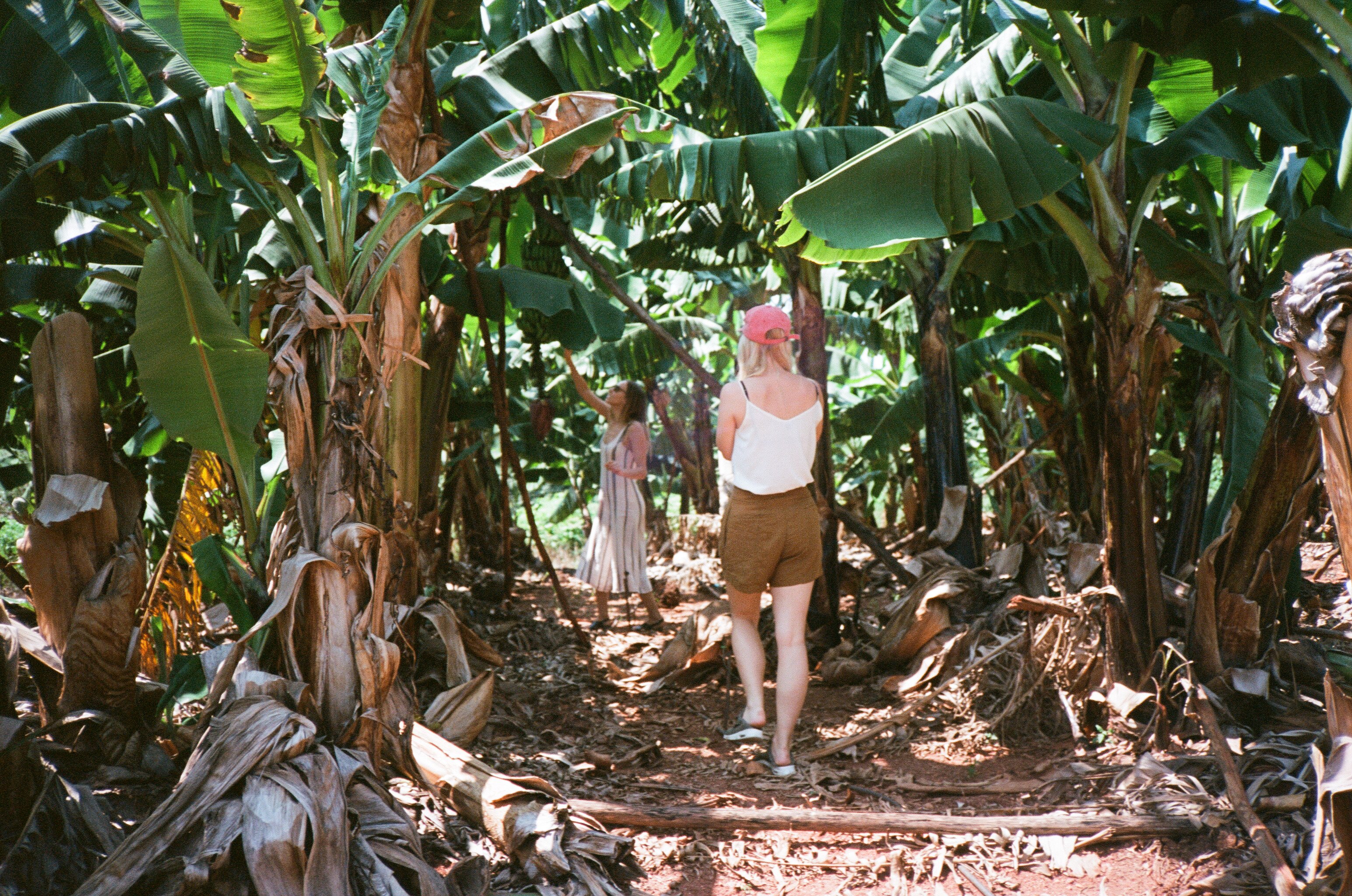 Watching how bananas grow