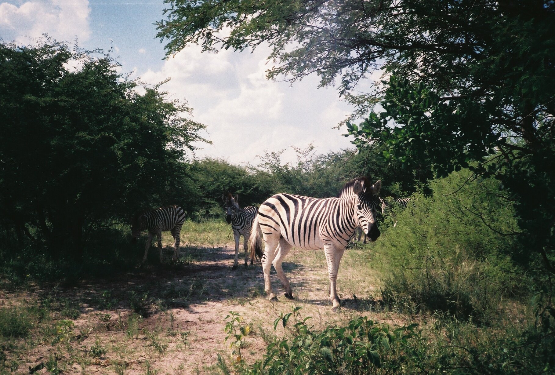 Z is for Zebra